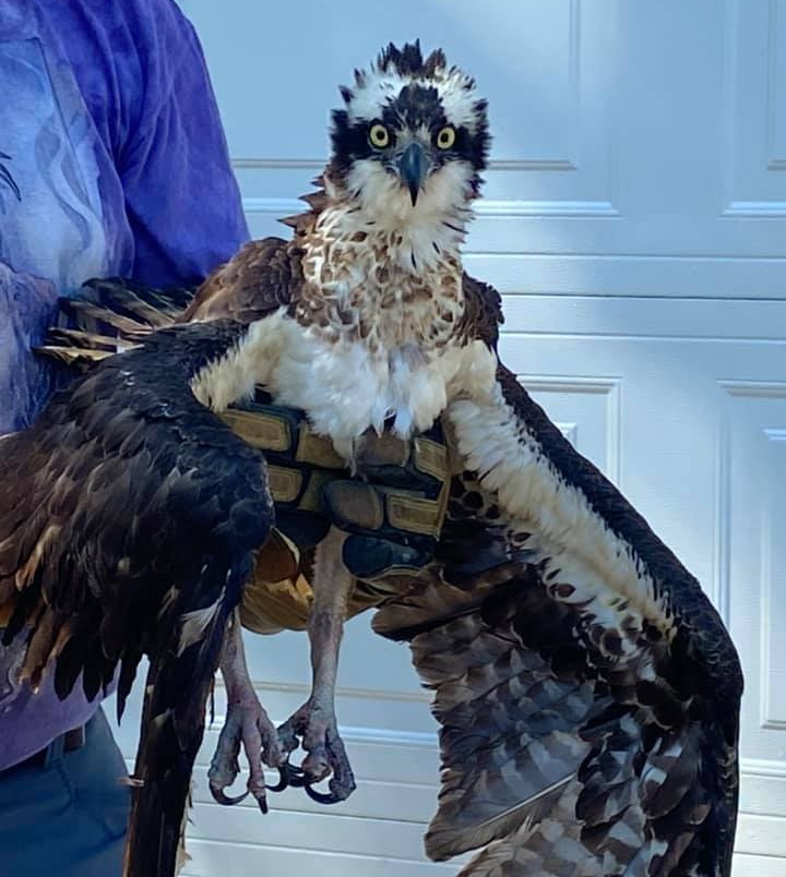 Gentle Hands Wildlife Services Rescue Osprey in St. Mary's County