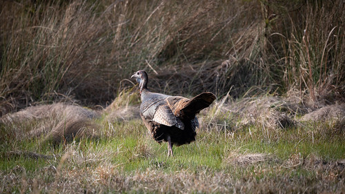 Maryland Spring Turkey Hunters Harvest 3,910 Turkeys