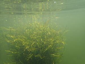 Lingering Impacts from Extreme Weather Events Affect Chesapeake Bay Underwater Grasses in 2020