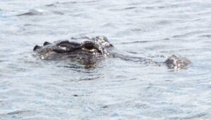 Officials Trying to Trap an Alligator Reported in St. Mary’s County