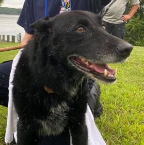 First Responders Rescue Dog in Huntingtown, Linda Kelly Animal Shelter Seeking Owner