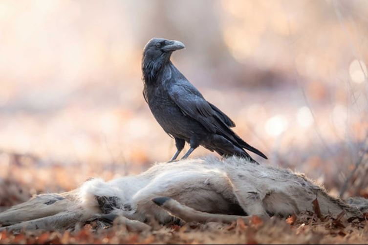 A Raven Having Breakfest by Nathaniel Peck