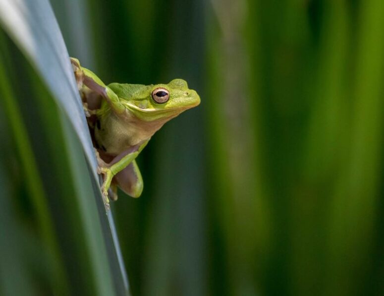 Green Tree Frog by Stephen Hayes of Baltimore