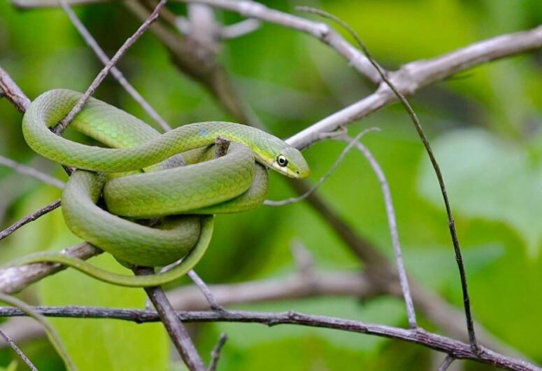 Rough Greensnake by James Rode of Dundalk