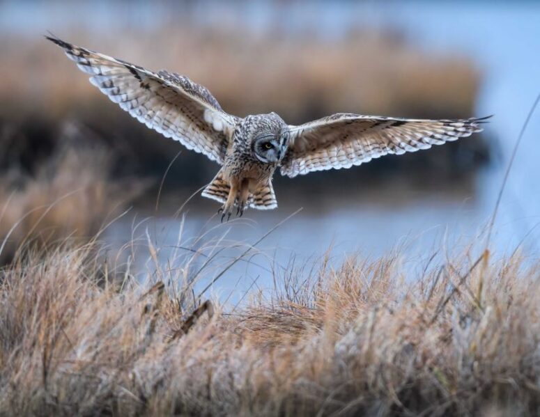 Short-eared Owl Hovering by Mitch Adolph of Lutherville