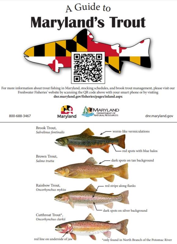 Maryland Department of Natural Resources Re-Stock Southern Maryland  Waterways with Over 5,000 Trout - Southern Maryland News Net