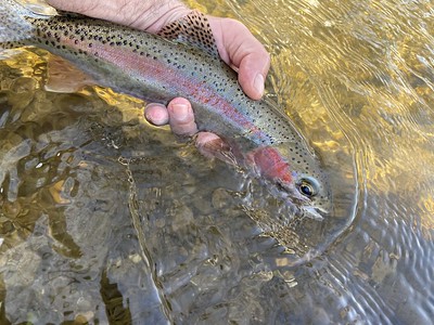 Maryland Department of Natural Resources Re-Stock Southern Maryland Waterways with Over 5,000 Trout