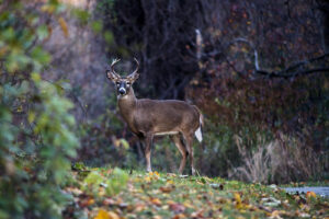Maryland’s Deer Firearms Hunting Opens November 25, 2023