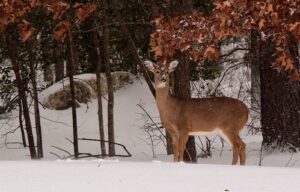 Maryland Deer Firearms Season Reopens January 7th