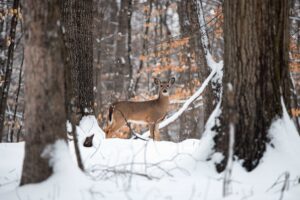 Maryland’s Primitive Deer Hunt Days Run February 1, to February 3, 2022