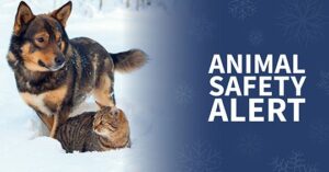 Public Safety Issues Animal Safety Alert Due to Winter Weather