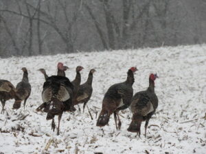 Maryland’s Winter Turkey Season Opens January 20