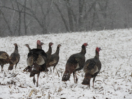 Winter Turkey Season Opens Across Maryland on Thursday, January 19