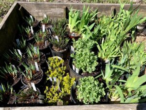 Celebrating Spring with the Historic Sotterley Garden Guild’s Plant Sale