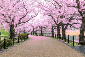 Willows Park Cherry Blossom