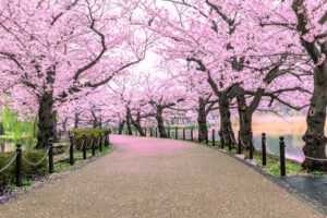 Community Invited to Annual Cherry Blossom Festival in Lexington Park on March 18, 2023