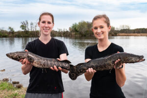 Maryland Department of Natural Resources Tagging Study Offers Money for Harvesting Northern Snakeheads in the Chesapeake Bay
