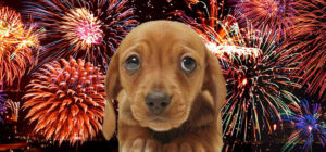 Fireworks and Your Pets – Information and Tips for Staying Safe