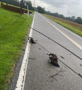 Maryland Natural Resources Officer Rescues Two Young Ospreys During Storms in Calvert County