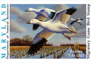 Design Contest for 2023-2024 Migratory Game Bird Stamp Now Open