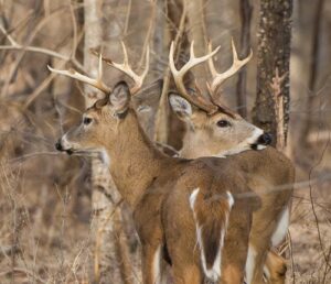 Maryland’s Deer Firearms Hunting Season Opens Saturday, November 26, 2022