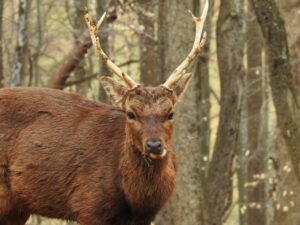 Archery Deer Hunting Season Opens September 8th Across Maryland