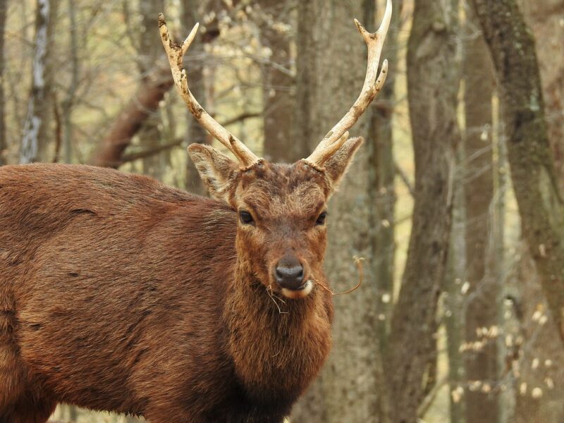 Maryland Reports Strong 2022 Early Deer Season Results