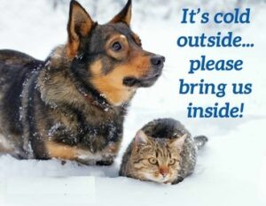 Calvert County Winter Storm Warnings Requirements for Animal Owners
