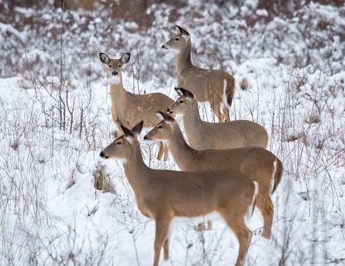 Maryland’s 2023 Primitive Deer Hunt Runs February 1st to 3rd