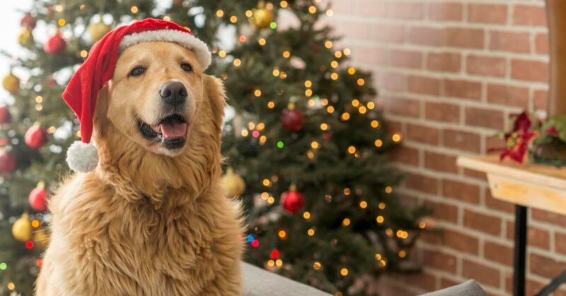 Pet Owners Reminded to Be Extra Cautious During the Holiday Season