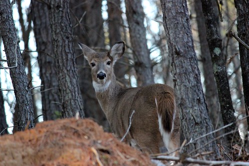 Maryland Deer Harvest Up 10% in 2022 Firearm Season, Hunters Harvest 29,124 Deer in First 2 Weeks