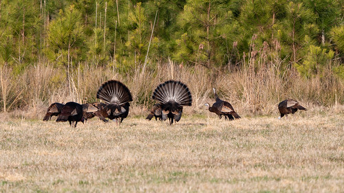 Groundbreaking Wild Turkey Research Project Set to Begin in Maryland, January 2023