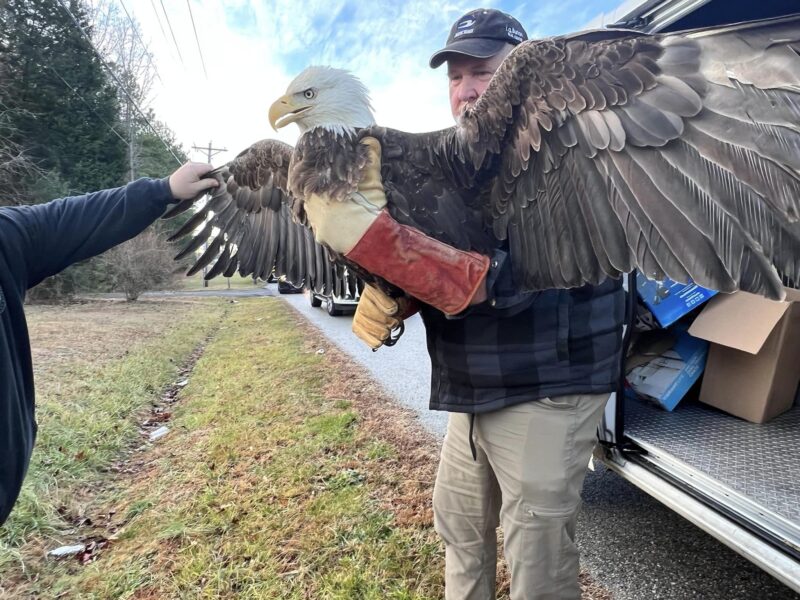 Injured Bald Eagle Rescued in St. Mary’s County