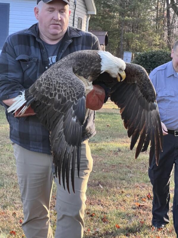 Rescued Harpy Eagle in recovery at zoo - Stabroek News