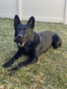Anne Arundel County Police Regret to Announce Passing of Retired Police K9 Maximus