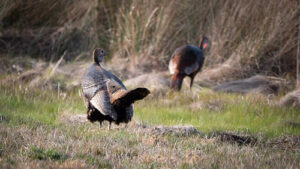Maryland Spring Turkey Hunters Set New Harvest Record