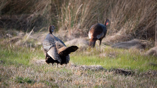 Maryland’s Spring Turkey Season Set to Open April 18th, 2024