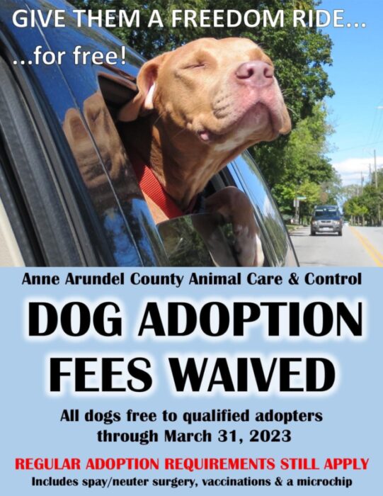 Anne Arundel County Animal Care & Control in Millersville Waiving Dog