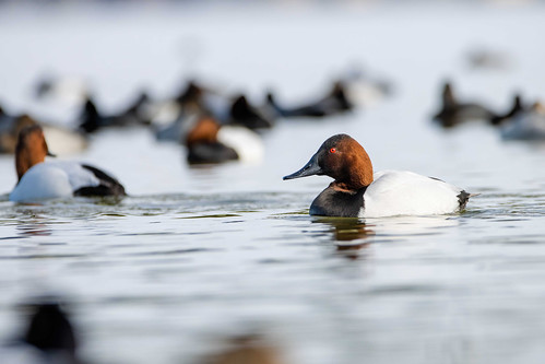 Maryland Department of Natural Resources Announces Midwinter Waterfowl Survey 2023 Results