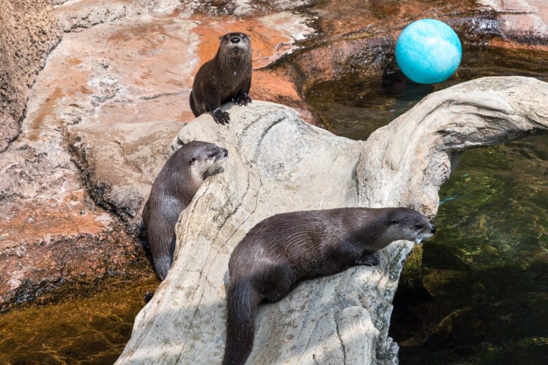 You “OTTER” come to OTTERMANIA at the Calvert Marine Museum on Saturday, March, 25, 2023
