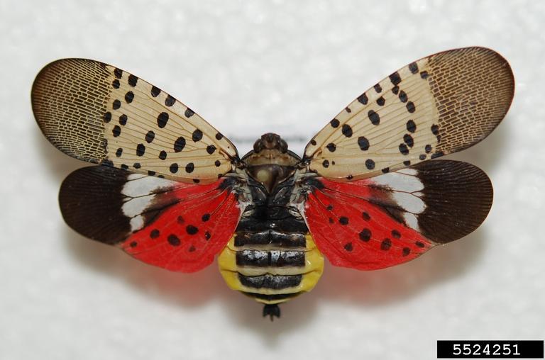Maryland Department of Agriculture Expands Spotted Lanternfly Quarantine Zone