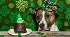 Linda L. Kelley Animal Shelter to Hold St. Pittie’s Day O’Dopt-A-Thon