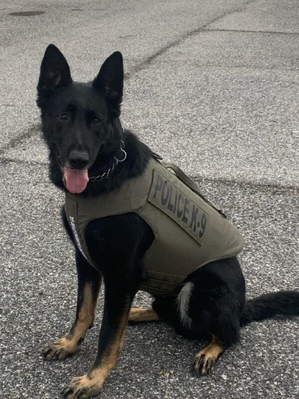 Anne Arundel County Police Department K9s Drax, Yago, Pyro, Havok, and Hux Receive Donated Body Armor
