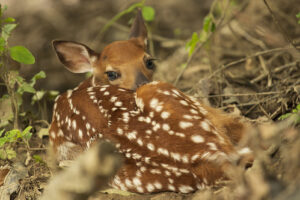 Maryland Department of Natural Resources Urges Residents to Leave Wild Fawns Alone