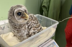 Concerned Citizen and Reserve Officers from the Maryland Department of Natural Resources Police Save Baby Owl in Bushwood
