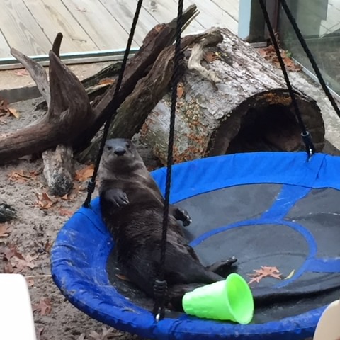 Calvert Marine Museum Announces Passing of Their North American River Otter “Chumley”