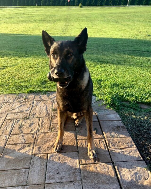 The St. Mary's County Sheriff's Office Sadly Announces the Passing of  Retired K9 Bruno - Southern Maryland News Net