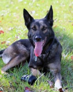 Charles County Sheriff’s Office Regrets to Announce Passing of Retired K9 Denny