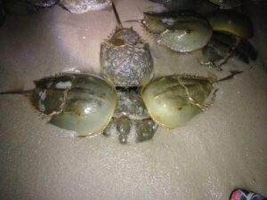 Annual Horseshoe Crab Migration Returning to Maryland