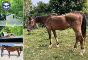 Stray Horse Found Roaming Prince George’s County Nurtured Back to Health by Days End Farm Horse Rescue